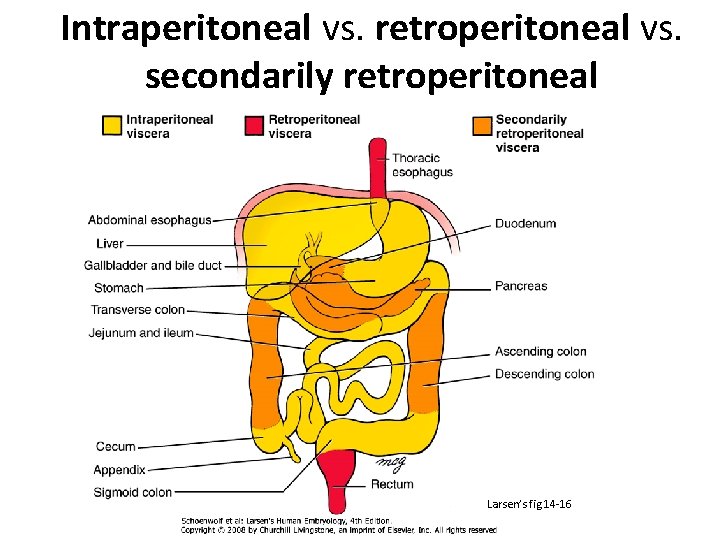 Intraperitoneal vs. retroperitoneal vs. secondarily retroperitoneal Larsen’s fig 14 -16 