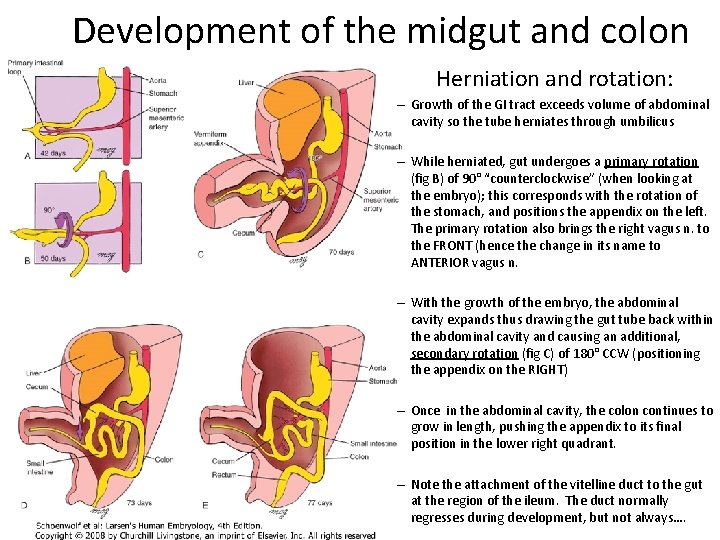 Development of the midgut and colon Herniation and rotation: – Growth of the GI