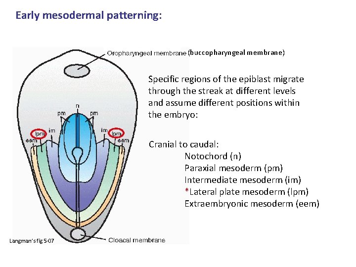 Early mesodermal patterning: (buccopharyngeal membrane) Specific regions of the epiblast migrate through the streak