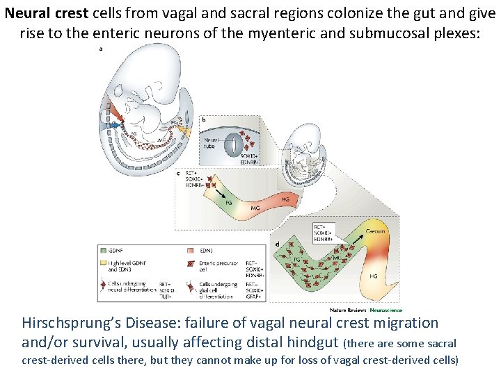 Neural crest cells from vagal and sacral regions colonize the gut and give rise