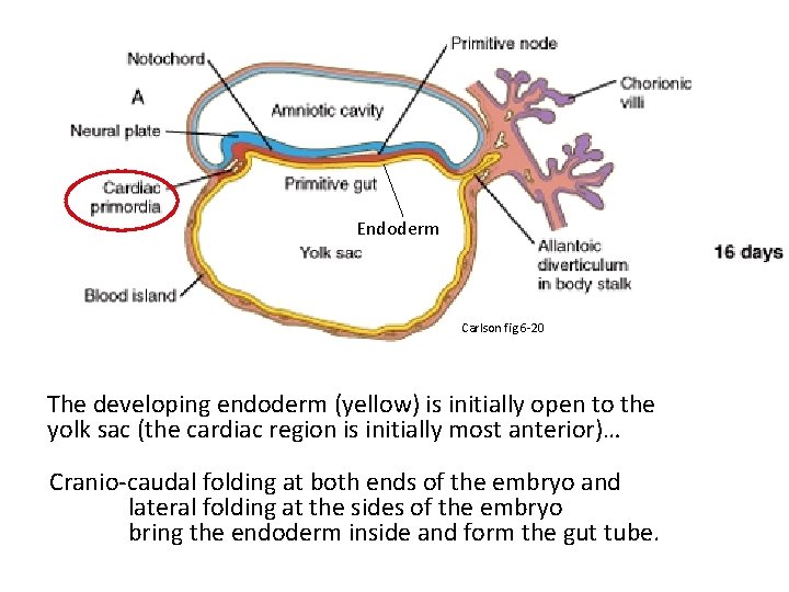 Endoderm Carlson fig 6 -20 The developing endoderm (yellow) is initially open to the