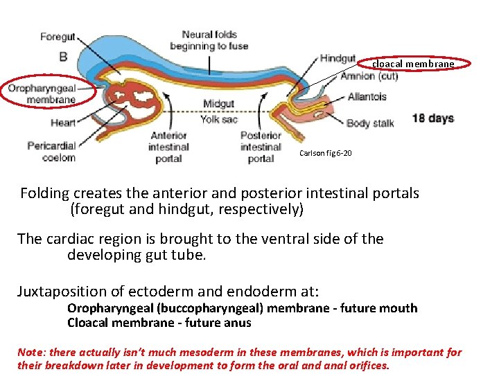 cloacal membrane Carlson fig 6 -20 Folding creates the anterior and posterior intestinal portals