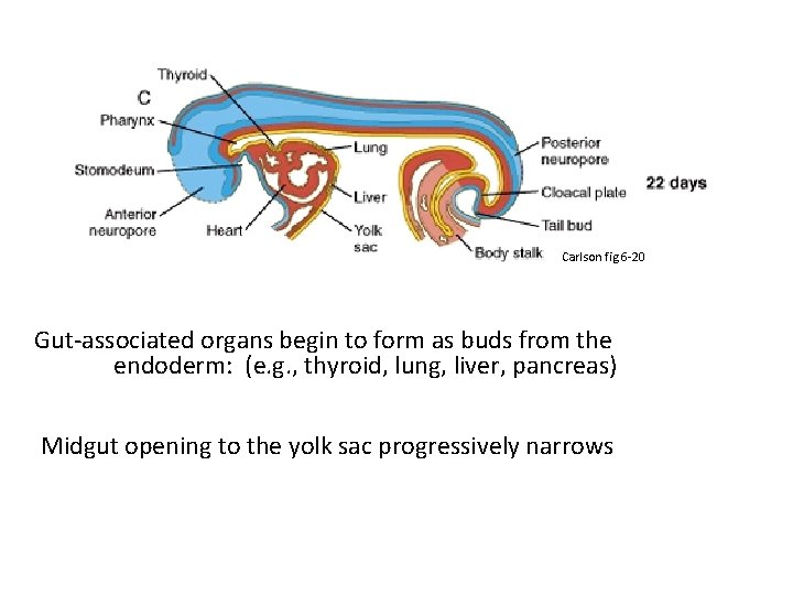 Carlson fig 6 -20 Gut-associated organs begin to form as buds from the endoderm: