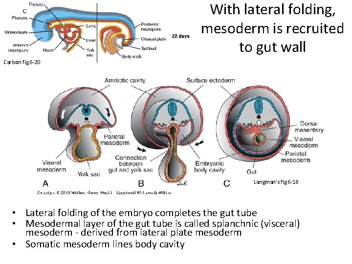 With lateral folding, mesoderm is recruited to gut wall Carlson fig 6 -20 Langman’s