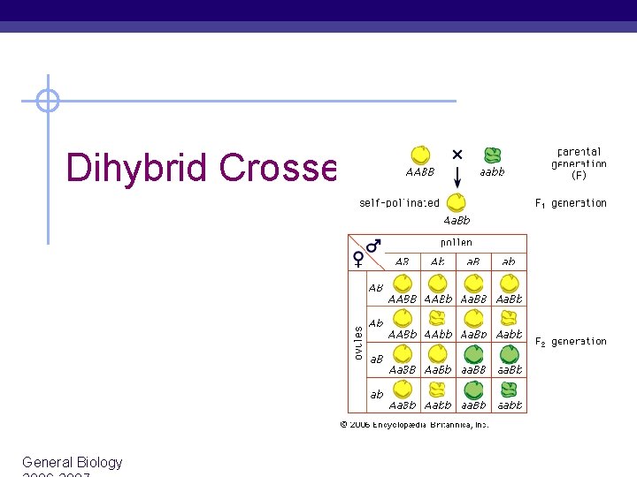 Dihybrid Crosses General Biology 