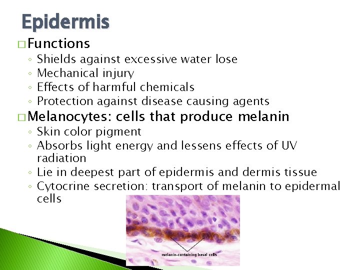 Epidermis � Functions ◦ ◦ Shields against excessive water lose Mechanical injury Effects of