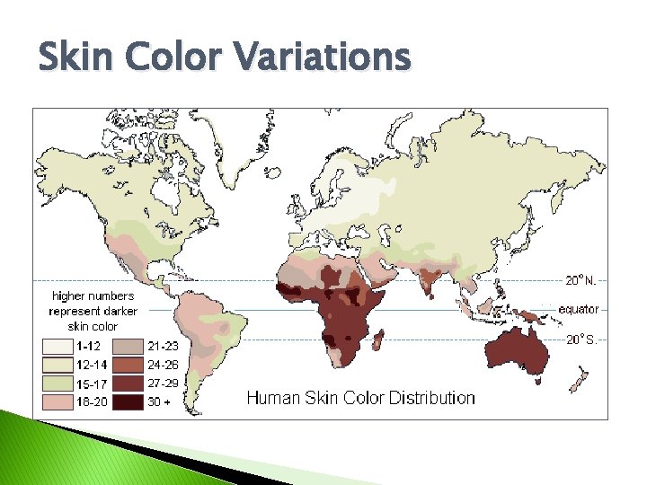 Skin Color Variations Skin Color Variations