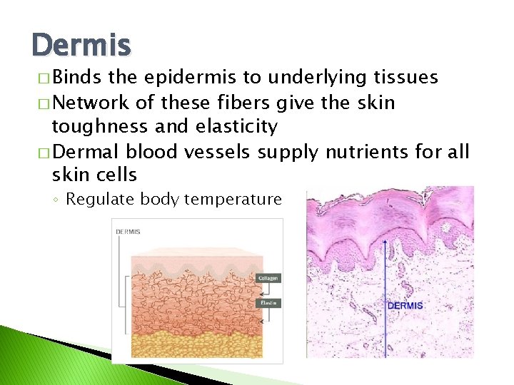 Dermis � Binds the epidermis to underlying tissues � Network of these fibers give