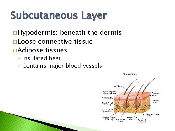 Subcutaneous Layer � Hypodermis: beneath the dermis � Loose connective tissue � Adipose tissues Subcutaneous Layer � Hypodermis: beneath the dermis � Loose connective tissue � Adipose tissues