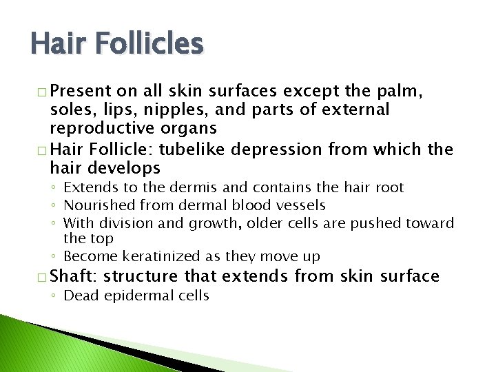 Hair Follicles � Present on all skin surfaces except the palm, soles, lips, nipples,