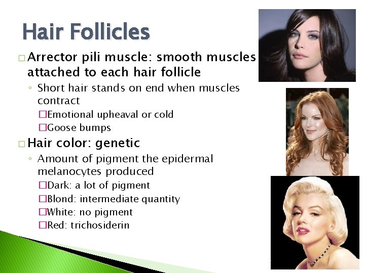 Hair Follicles � Arrector pili muscle: smooth muscles attached to each hair follicle ◦ Hair Follicles � Arrector pili muscle: smooth muscles attached to each hair follicle ◦