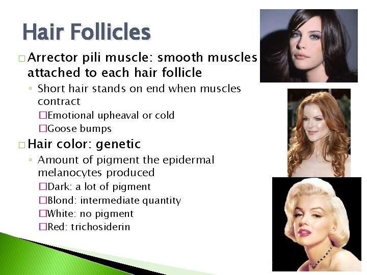 Hair Follicles � Arrector pili muscle: smooth muscles attached to each hair follicle ◦