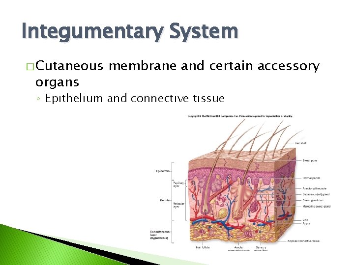 Integumentary System � Cutaneous organs membrane and certain accessory ◦ Epithelium and connective tissue