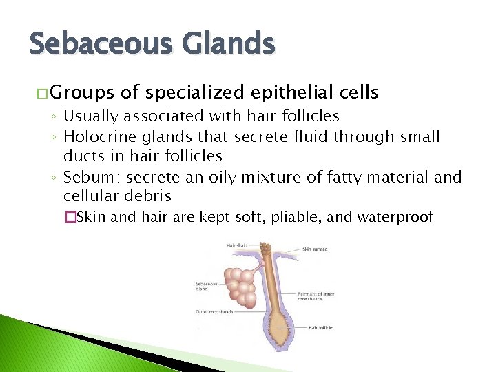 Sebaceous Glands � Groups of specialized epithelial cells ◦ Usually associated with hair follicles