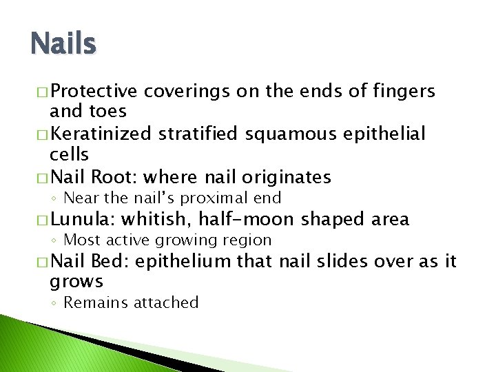 Nails � Protective coverings on the ends of fingers and toes � Keratinized stratified Nails � Protective coverings on the ends of fingers and toes � Keratinized stratified
