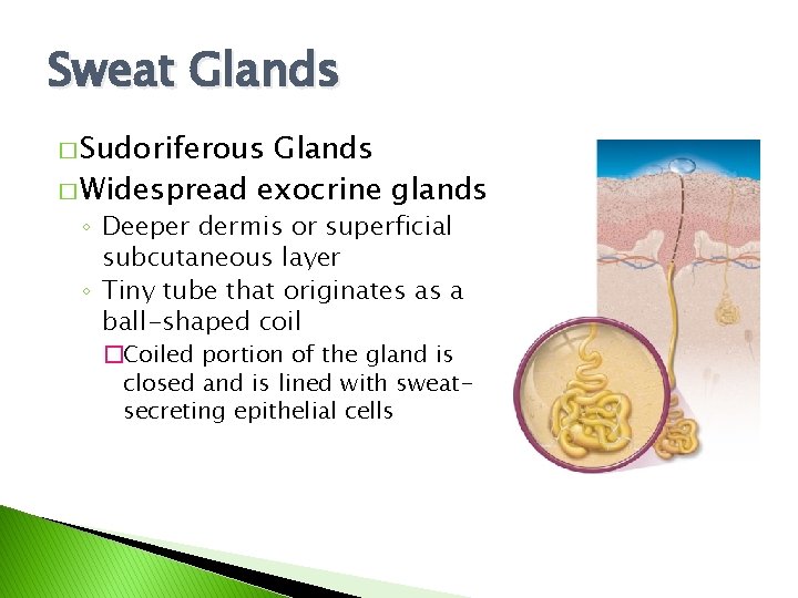 Sweat Glands � Sudoriferous Glands � Widespread exocrine glands ◦ Deeper dermis or superficial Sweat Glands � Sudoriferous Glands � Widespread exocrine glands ◦ Deeper dermis or superficial