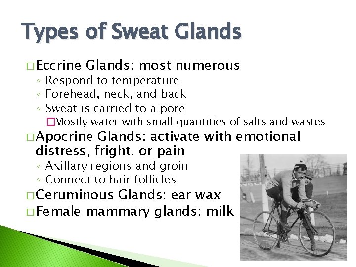 Types of Sweat Glands � Eccrine Glands: most numerous ◦ Respond to temperature ◦ Types of Sweat Glands � Eccrine Glands: most numerous ◦ Respond to temperature ◦