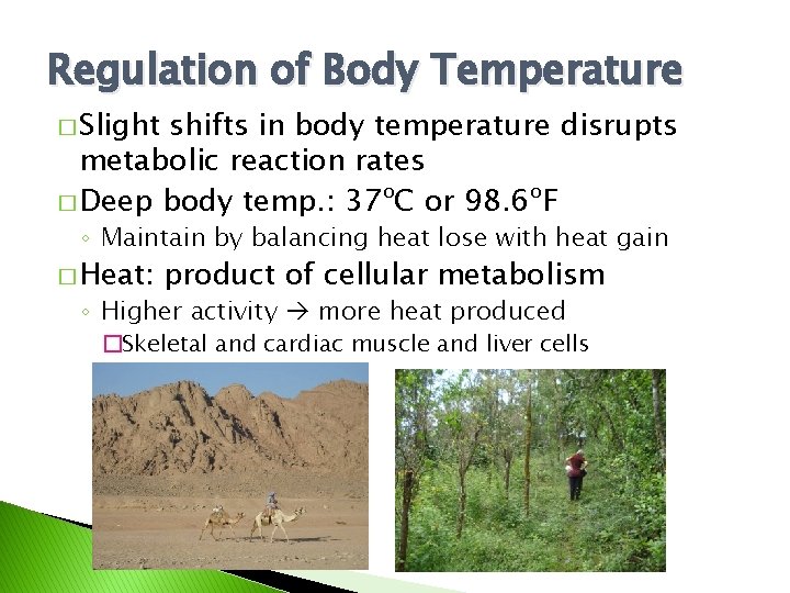 Regulation of Body Temperature � Slight shifts in body temperature disrupts metabolic reaction rates