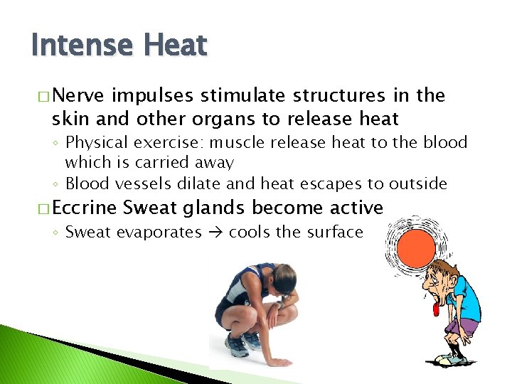 Intense Heat � Nerve impulses stimulate structures in the skin and other organs to