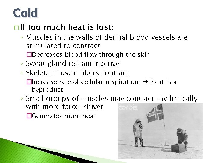 Cold � If too much heat is lost: ◦ Muscles in the walls of