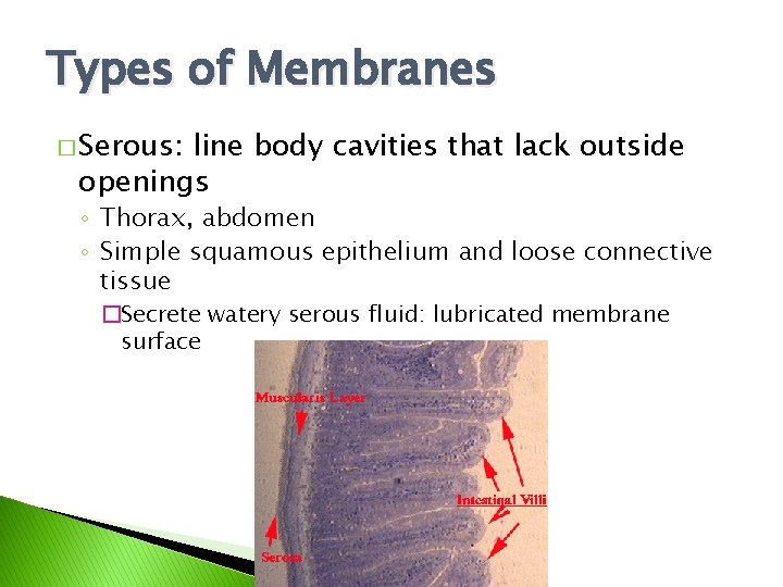 Types of Membranes � Serous: line body cavities that lack outside openings ◦ Thorax,