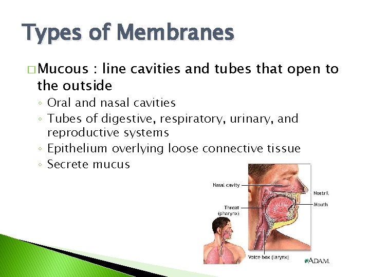 Types of Membranes � Mucous : line cavities and tubes that open to the