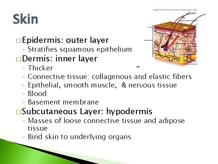 Skin � Epidermis: outer layer ◦ Stratifies squamous epithelium � Dermis: ◦ ◦ ◦