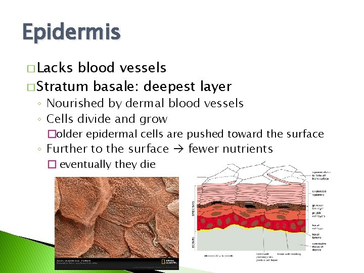 Epidermis � Lacks blood vessels � Stratum basale: deepest layer ◦ Nourished by dermal Epidermis � Lacks blood vessels � Stratum basale: deepest layer ◦ Nourished by dermal