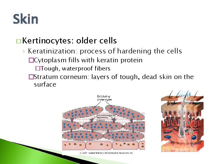 Skin � Kertinocytes: older cells ◦ Keratinization: process of hardening the cells �Cytoplasm fills