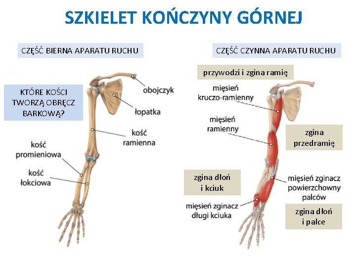 Poznajemy budow szkieletu czowieka NA LEKCJI DOWIESZ SI