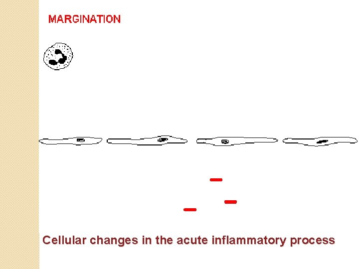 Cellular changes in the acute inflammatory process 