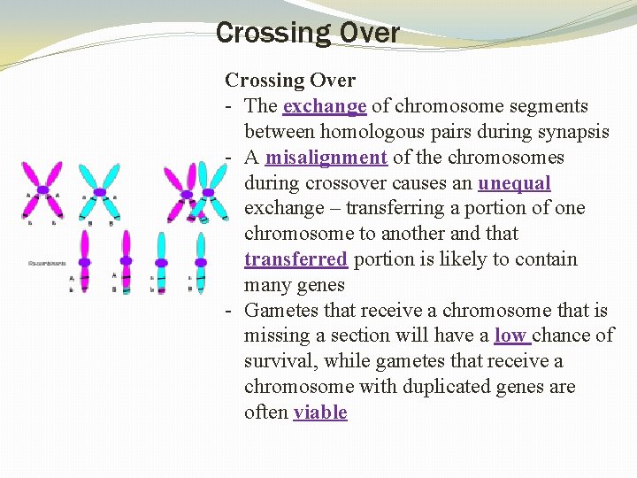 Crossing Over - The exchange of chromosome segments between homologous pairs during synapsis -