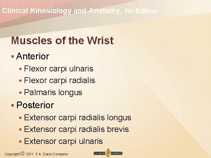 Clinical Kinesiology and Anatomy, 5 th Edition Muscles of the Wrist § Anterior Flexor