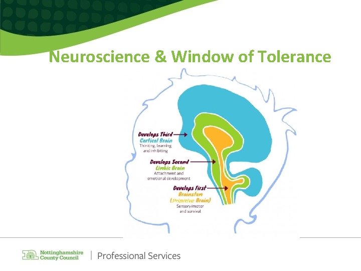 Neuroscience & Window of Tolerance Neuroscience & Window of Tolerance