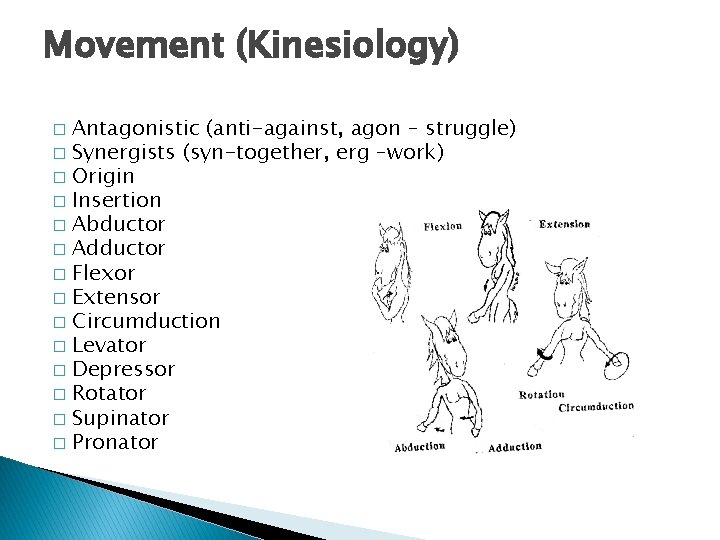 Movement (Kinesiology) Antagonistic (anti-against, agon – struggle) � Synergists (syn-together, erg –work) � Origin