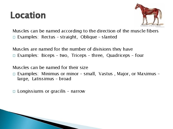 Location Muscles can be named according to the direction of the muscle fibers �