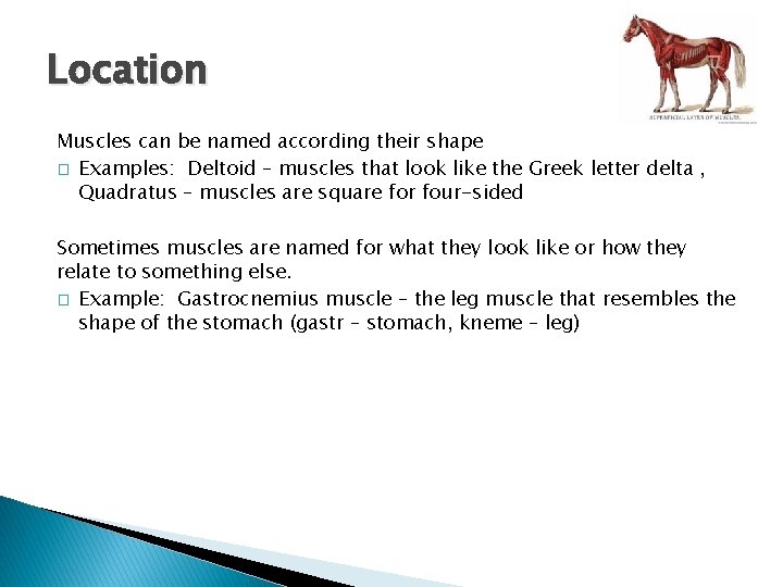 Location Muscles can be named according their shape � Examples: Deltoid – muscles that