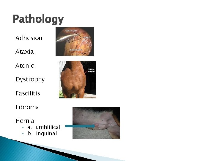 Pathology Adhesion Ataxia Atonic Dystrophy Fascilitis Fibroma Hernia ◦ a. umblilical ◦ b. Inguinal