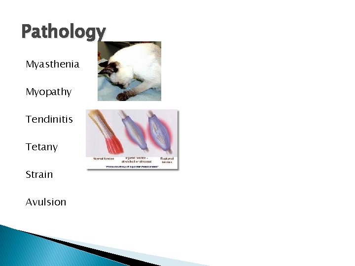 Pathology Myasthenia Myopathy Tendinitis Tetany Strain Avulsion 
