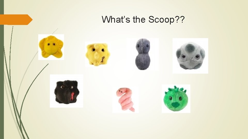 What’s the Scoop? ? What’s the Scoop? ?
