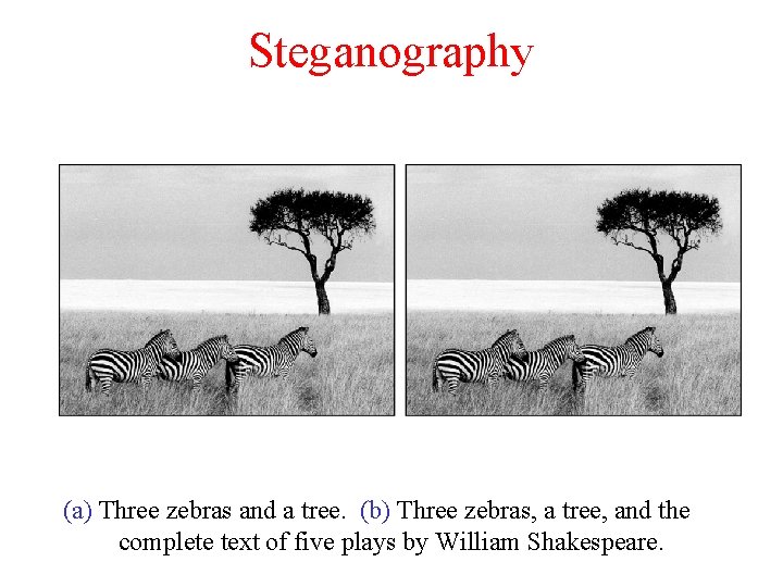 Steganography (a) Three zebras and a tree. (b) Three zebras, a tree, and the