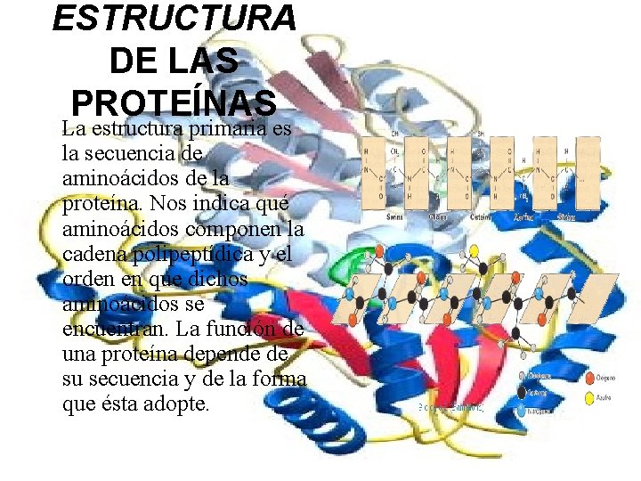 ESTRUCTURA DE LAS PROTEÍNAS La estructura primaria es la secuencia de aminoácidos de la