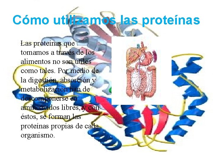 Cómo utilizamos las proteínas Las proteínas que tomamos a través de los alimentos no