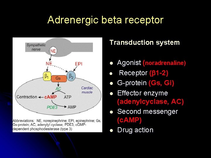 Adrenergic beta receptor Transduction system l l l Agonist (noradrenaline) Receptor ( 1 -2)