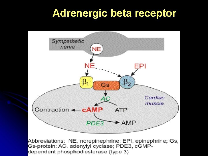 Adrenergic beta receptor 