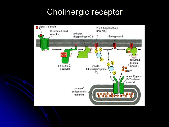 Cholinergic receptor 