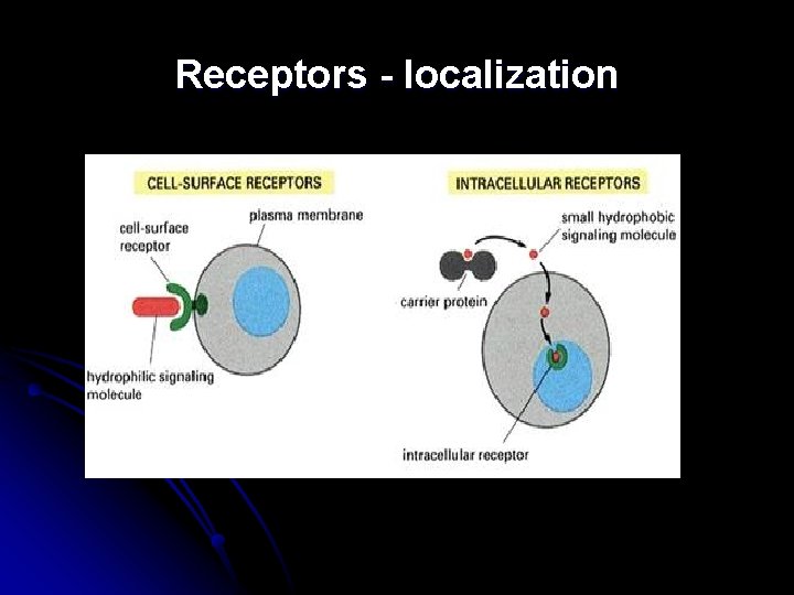 Receptors - localization 