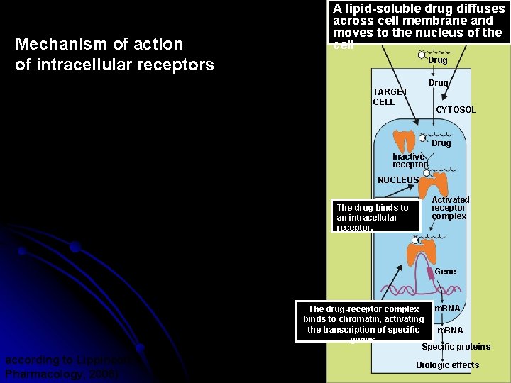 Mechanism of action of intracellular receptors A lipid-soluble drug diffuses across cell membrane and