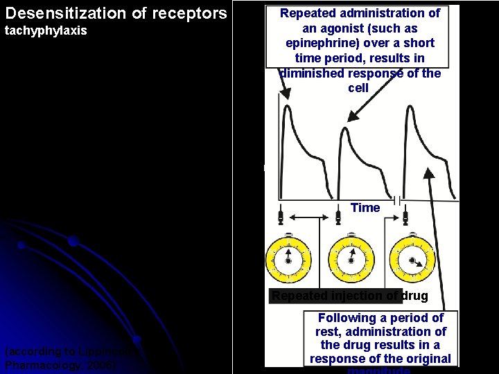 Desensitization of receptors Repeated administration of an agonist (such as epinephrine) over a short