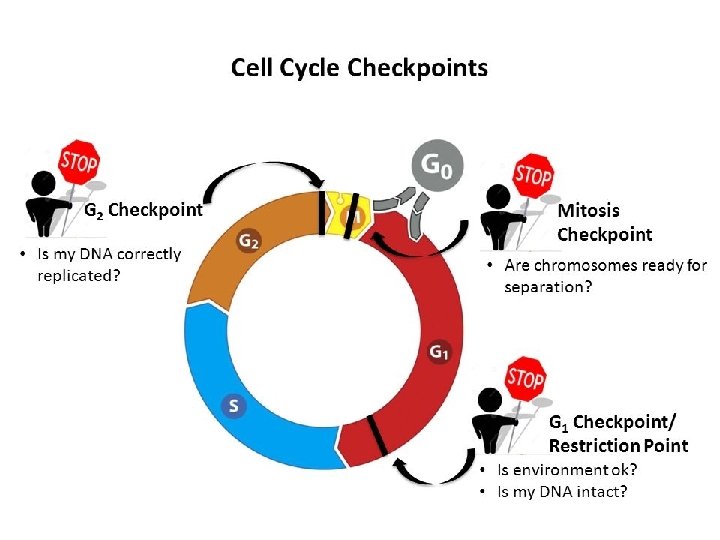 5 3 Regulation of the Cell Cycle KEY